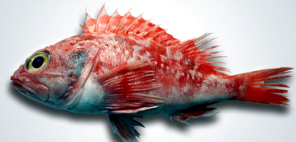 Helicolenus dactylopterus_04.jpg